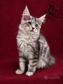 Cucciolo di razza Maine Coon con pedigree AFeF