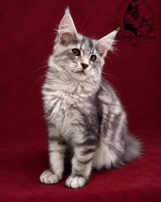 Cucciolo di razza Maine Coon con pedigree AFeF