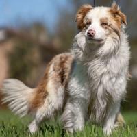 Border collie per monta
