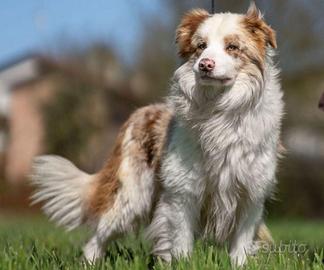 Border collie per monta
