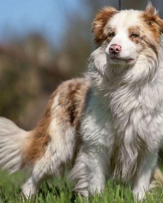 Border collie per monta