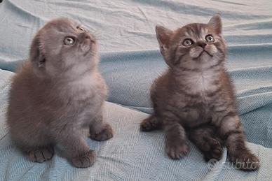 Cuccioli Scottish da fine Agosto disponibili