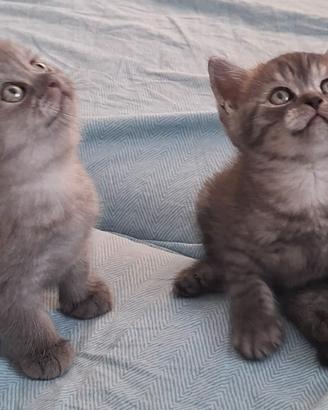 Cuccioli Scottish da fine Agosto disponibili