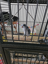 Parrocchetto monaco con gabbia