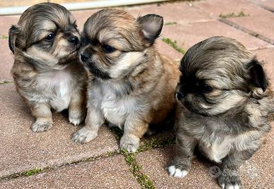 Chihuahua pelo lungo cuccioli disponib