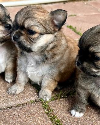 Chihuahua pelo lungo cuccioli disponib