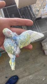 Cocorite pronte da allevare a mano