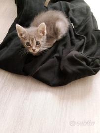 Sandy gattina 2 mesi