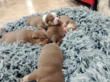 American bully