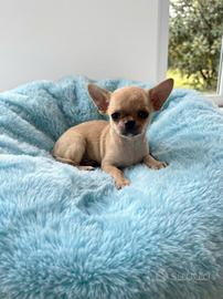 Chihuahua
