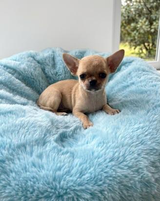 Chihuahua