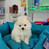 Cuccioli di spitz bianchi della pomerania