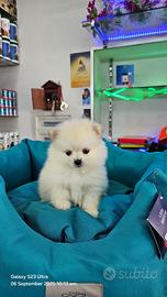 Cuccioli di spitz bianchi della pomerania