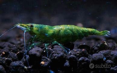 Lumaca killer caridine neocaridine ampullarie pesc