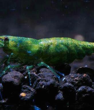 Lumaca killer caridine neocaridine ampullarie pesc