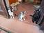 Immagine 6