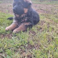 Cucciolo maschio di Pastore Tedesco