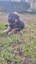 Cucciolo maschio di Pastore Tedesco