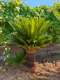 Cycas 