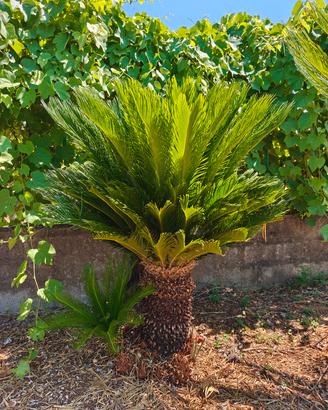 Cycas 