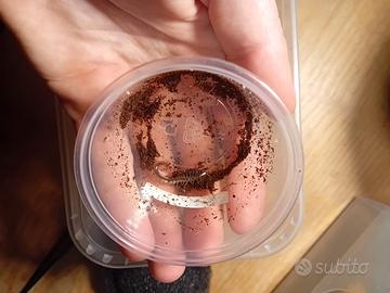 Rhysida longipes, scolopendra coda di fuoco