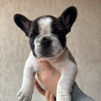 Bulldog francese