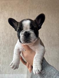 Bulldog francese