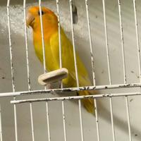 Inseparabile maschio