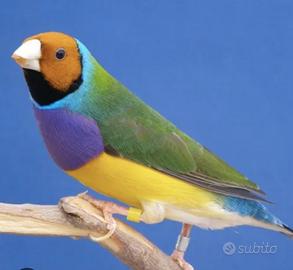 Coppia Diamante gold