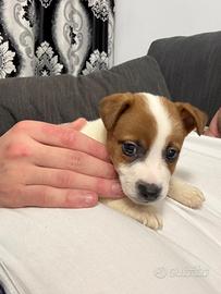 Cucciolo Jack Russell