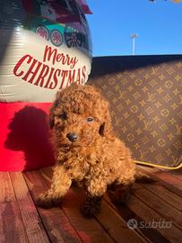 Barboncini Toy e mini toy