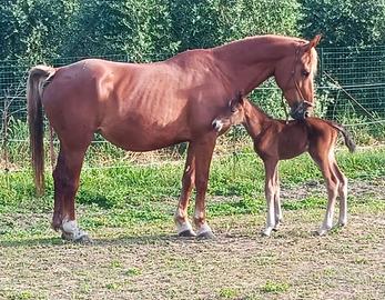 Cavalla Maremmana ANAM 7 anni