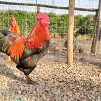Galline ornamentali