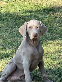 Cuccioli weimaraner