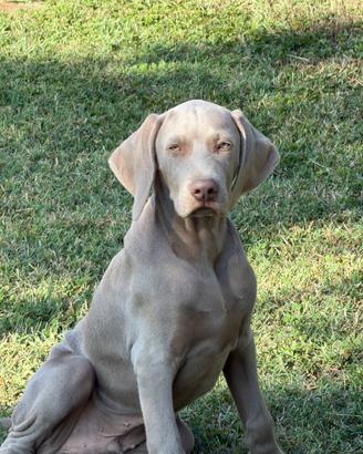 Cuccioli weimaraner