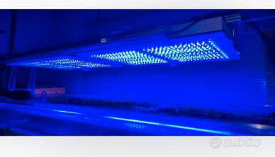 2 gnc bluray + silver moon + staffa in plexi