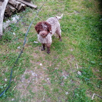 Lagotto romagnolo