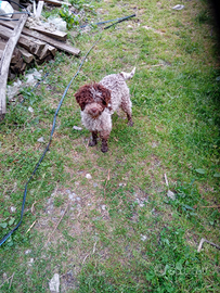 Lagotto romagnolo