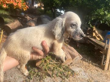 Cuccioli Setter Inglese