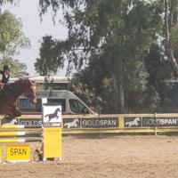 Cavallo Sella Italiano salto ostacoli