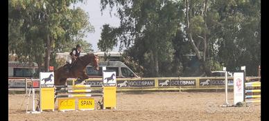 Cavallo Sella Italiano salto ostacoli