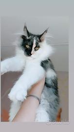 Maine coon