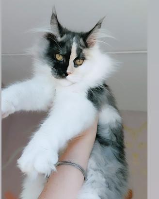 Maine coon