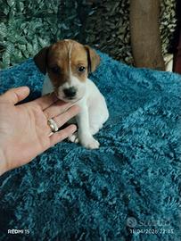 Cuccioli jack Russell nani a zampa corta