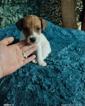 Cuccioli jack Russell nani a zampa corta
