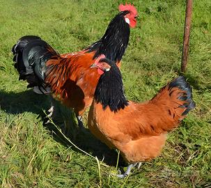 Galline Vorwek