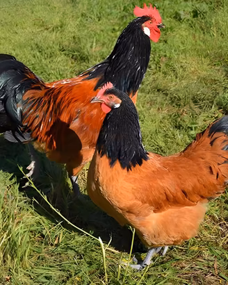 Galline Vorwek