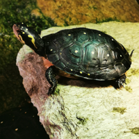 Clemmys Guttata 2 maschi e 4 femmine