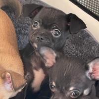 Cucciola chihuahua nera