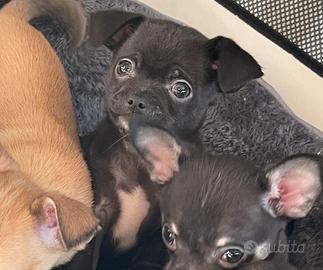 Cucciola chihuahua nera